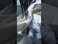 Great White Pelican Lands on Boat and Slaps Woman During Cruise