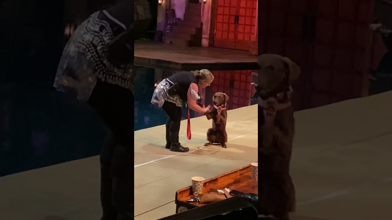 Salty the Sea Lion and his Shipmates