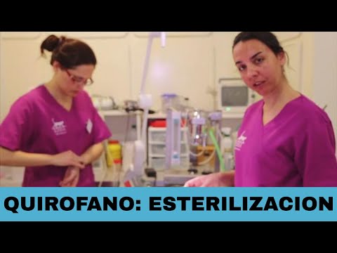 ✔️ESTERILIZACIÓN de una GATA (PREPARACIÓN de la gata para QUIROFANO👩🔬, OPERACIÓN y REPOSO) 😽 hqdefault