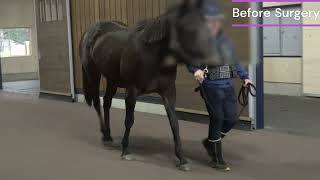 Equine Stringhalt : Pre & Postoperative LDE Myotenectomy