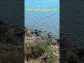 Afternoon walk scenery#bayarea #sunshine #beautiful #water #exercise #walking #scenery #nature