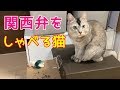 ゴミだらけになったのはくまさんのせい？関西弁おしゃべりペット