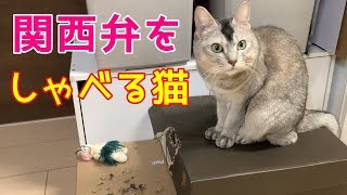 チャンネル 猫 姉妹 猫が羨ましい。人間より稼ぐ有名YouTuber猫がすごい理由と、なる方法