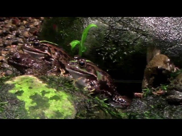 トウキョウダルマガエル の給餌（井の頭自然文化園）Daruma pond frog