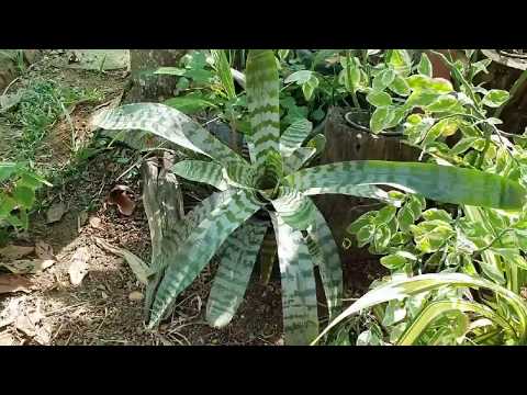 Amazonian zebra plant ( Aechmea chantinii) - YouTube