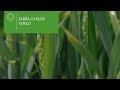 📌  Odżywianie kłosa zbóż – jakie produkty wybrać? Przegląd nawozów dolistnych 🌱