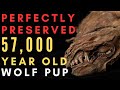 5 Yukon Permafrost Discoveries - Wolf, Hyena, Scimitar Cat, Camel, and Ground Squirrel