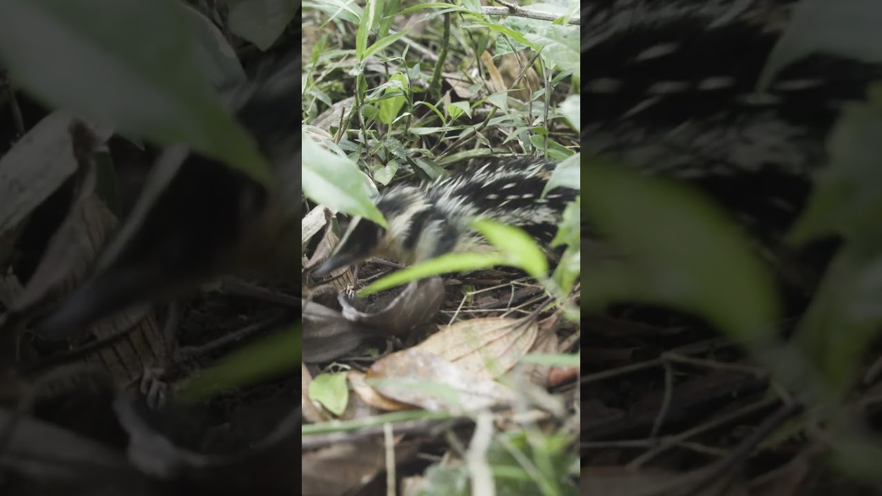 Lowland Streaked Tenrec (Hemicentetes semispinosus)  