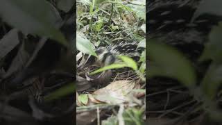 Lowland Streaked Tenrec Hemicentetes Semispinosus