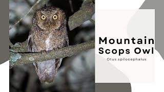 Mountain Scops Owl calling (Otus spilocephalus), #birds #owl #owls #nikonp950 #birdsofindia