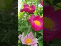 하늘 여행 🌺 이찬원 🌺 작약 🌺꽃말 🌺 수줍음 🌺 가슴 설레이는 영상