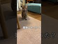 ゴハン食べたよ #cat #猫のいる暮らし #ねこのいる生活 #ネコ