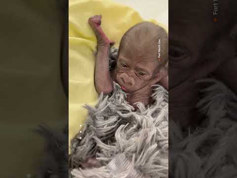 Premature baby gorilla born at Texas zoo