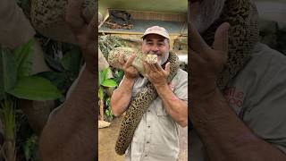 Rare Granite Burmese Python!!🤩☺️ Did you know that Pythons swallow their prey whole! #snake #shorts