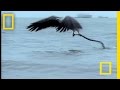 Eagle vs. Sea Snake | National Geographic