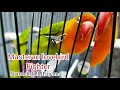 Masteran Burung Love Bird Fighter Suara Ekeknya Tembus Mp3 - Mp4 Download