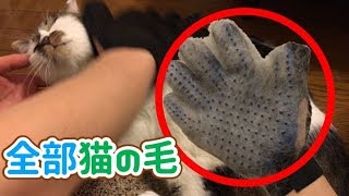 グルーミング手袋で猫の毛がゴッソリ取れた！