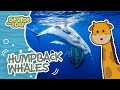 Humpback Whale Facts for Kids 🐋