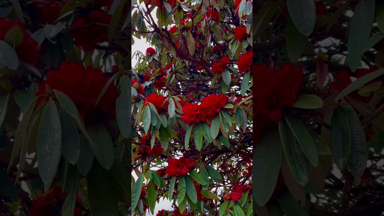 This is how Trekking in Nepal in the spring looks like🌸🌺 