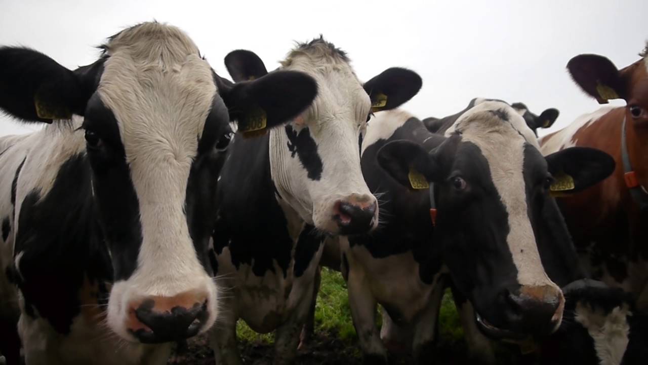 BoySetsFire - After The Eulogy - Lyric Video