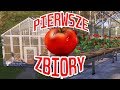 Pierwsze zbiory z mojej szklarni - Farmer's Dynasty (#11)