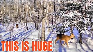 Three Easy Winters In A Row! [Major Fall Hunting Setup]