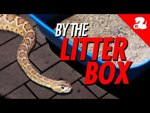 Construction Brings Mojave Rattlesnakes to Problematic Places