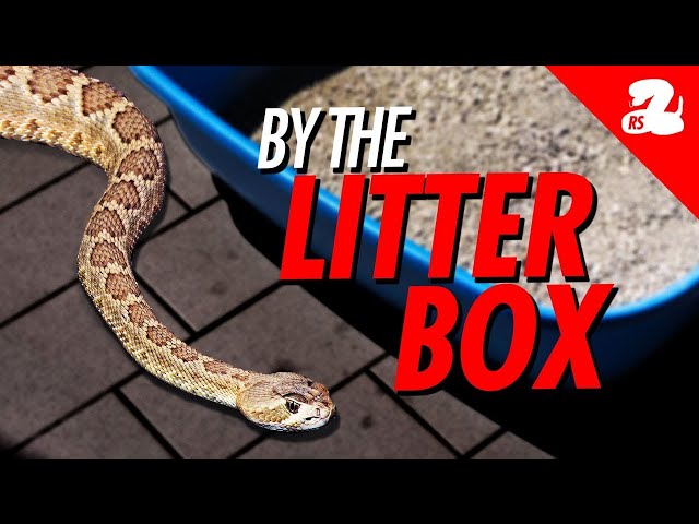 RATTLESNAKE BOX THE MODS Tracks in Anti… 邦楽 THE MODS RATTLESNAKE