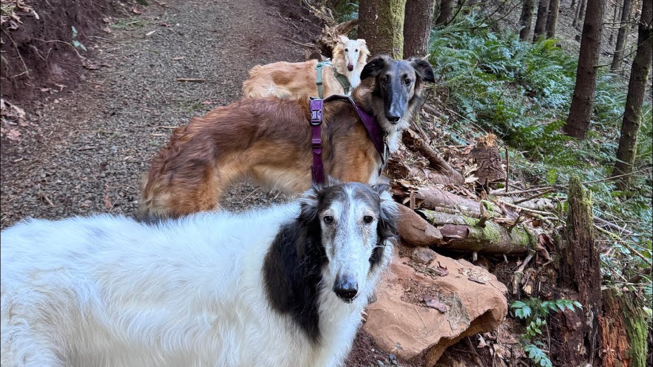 Плохой видеоблог: двойник Клео