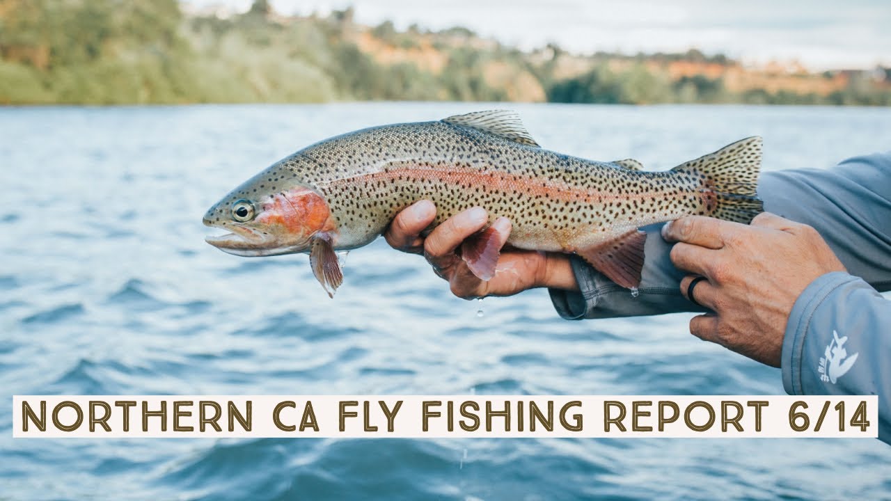 Lower Sacramento River Fly Fishing Guides Report 6/14/19 YouTube