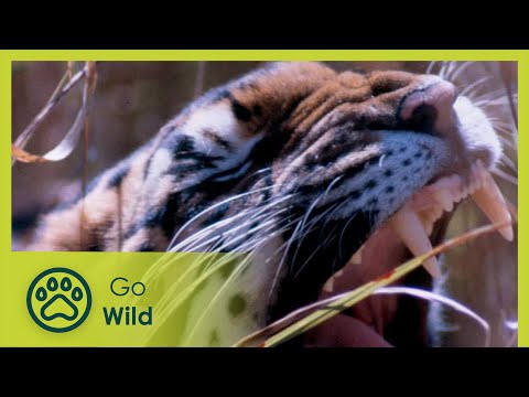 Learning the Game of Life - Go Wild