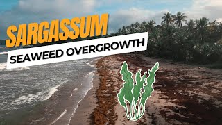 How bad is the Sargassum Seaweed problem in Trinidad? Net Worth
