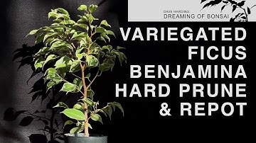 Variegated Ficus Benjamina Prune & Repot, September 2023