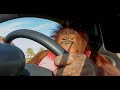 Animalias orangutan rambo loves her electric car
