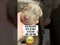 Almost ready to open their eyes 🥹#xlamericanbully #puppy #cute #americanbullypuppies #dog