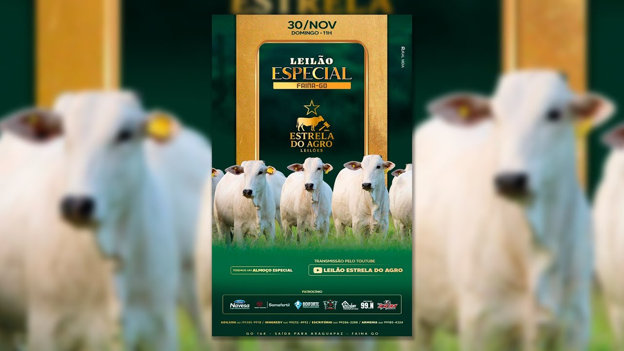LEILÃO GADO DE CORTE ESTRELA DO AGRO LEILÕES  FAINA-GO 30/11/2025 | Leilão ao Vivo - Leilão de Gado