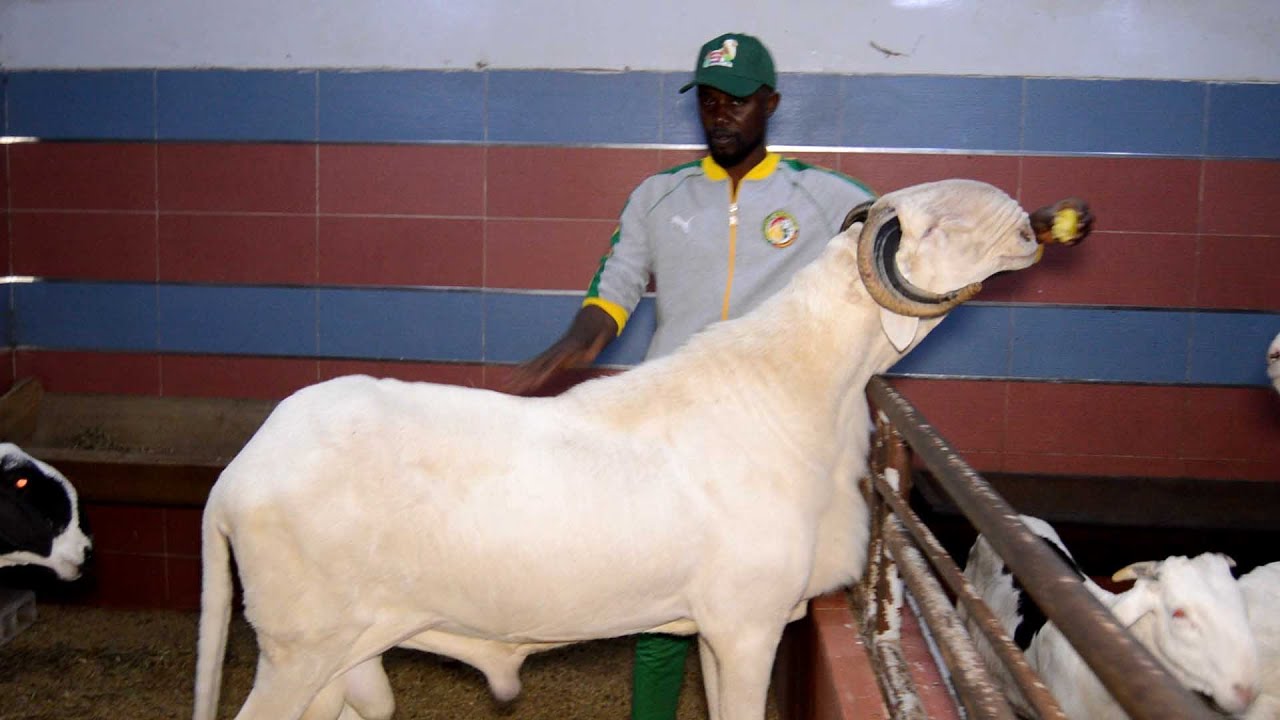 GRAND FORMAT SUR L ELEVAGE A LADOUM SN