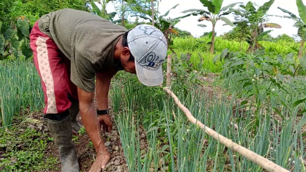 PAK EKO BIKIN LANJARAN CABE KERITING