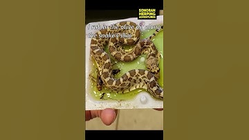 Snake Caught in Glue Trap!