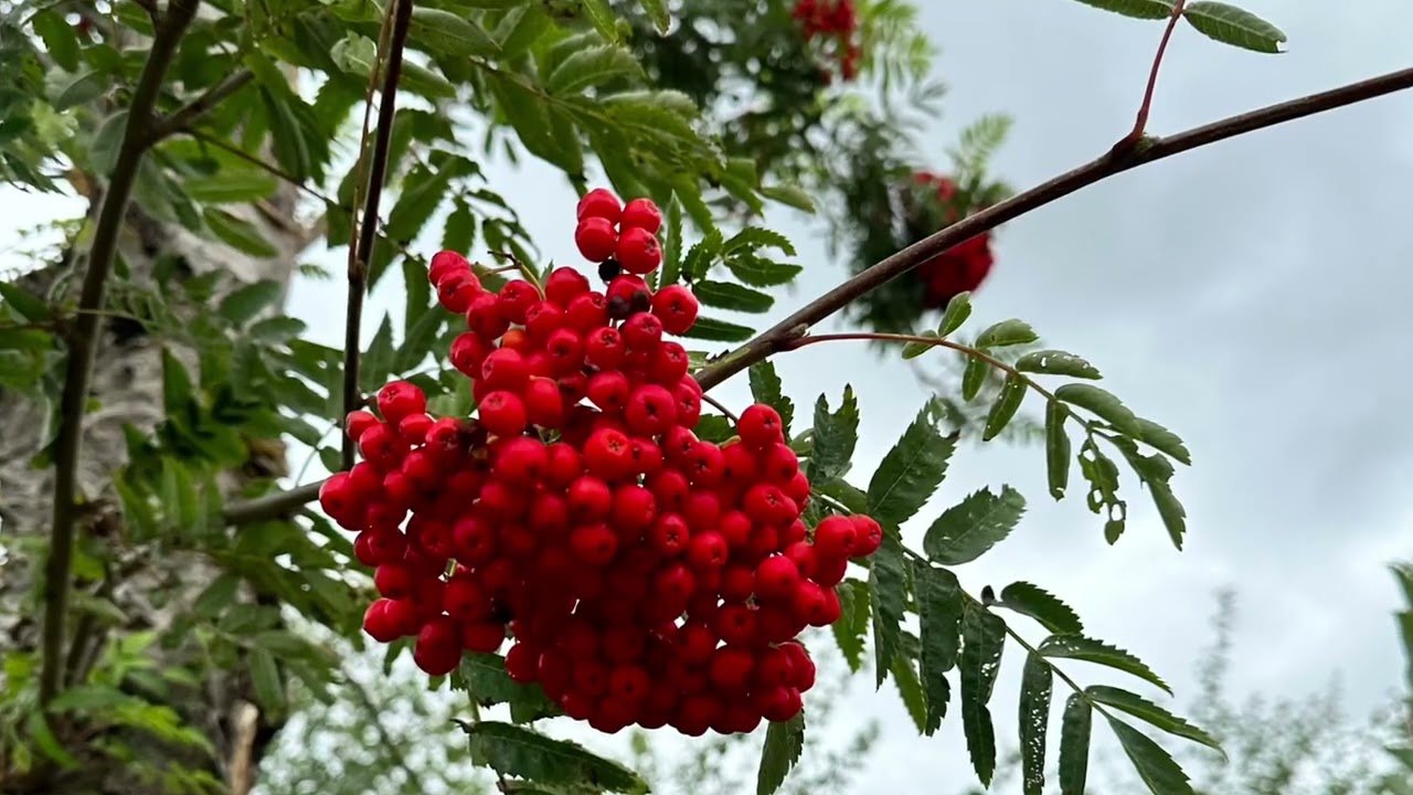 Wandeling Bois-de-Lessines 2023  (Henegouwen)