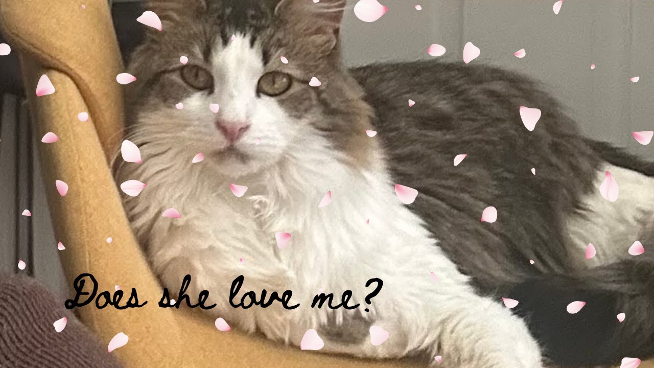 does-she-love-me-too-youtube