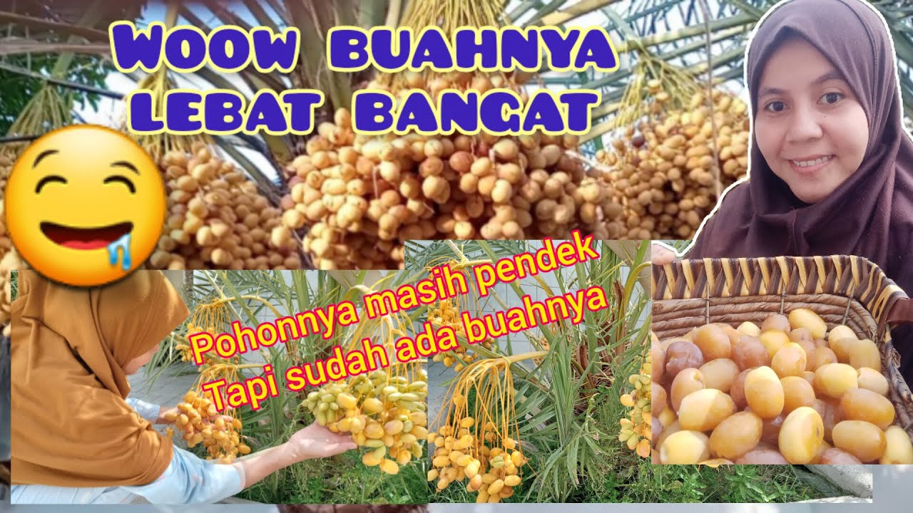 Panen Buah Kurma Diblakang Rumah Majikan // Pohonnya Rendah Tapi sudah ada Buahnya ⁉️