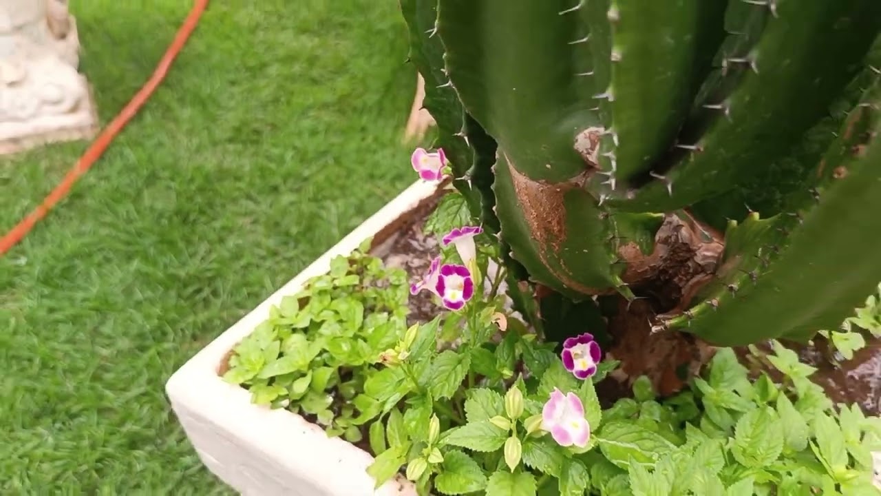 Manutenção na grama 🧹🪏