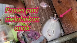 Proses Ikan Pari Melahirkan Anak 2020