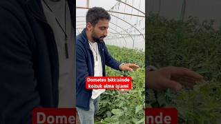 Domates Bitkisinde Koltuk Alma Işlemi Im