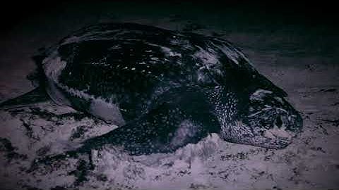 SEA TURTLES ON THE IUCN RED LIST