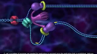 DNA replication process