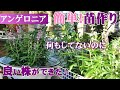 【驚き】手間いらずで美しい株に！アンゲロニア編*簡単だから毎年播くでしょ♪/美味な夏ドリンク３種/ガーデニング
