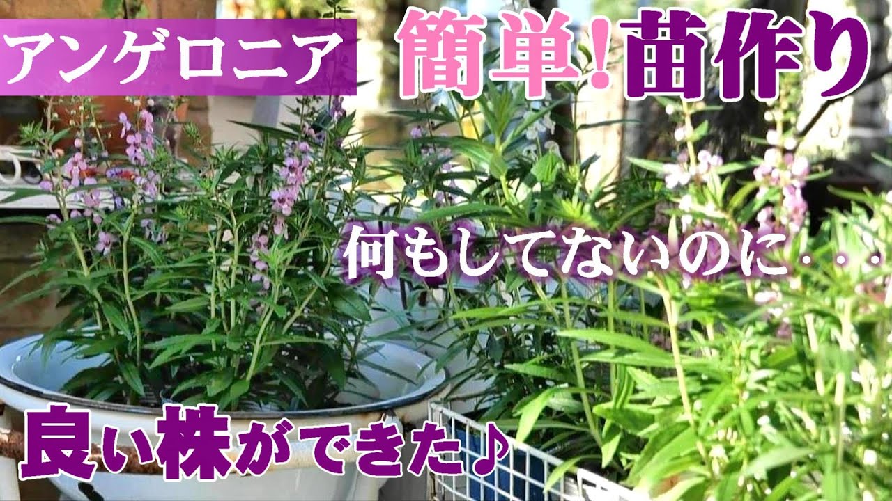 Surprise Beautifully Finished Without Hassle Angelonia Three Kinds Of Summer Drinks Gardening Youtube