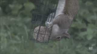 Grey Squirrel Sciurus carolinensis on bird feeder